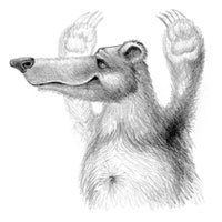Портфолио. Медвед. Бумага, карандаш.